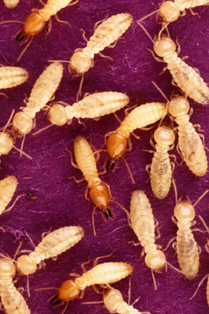 Brussell exterminates termites in the DC area. Brussell exterminators can be found in Rockville, MD and Fairfax, VA, to name two cities in our region.